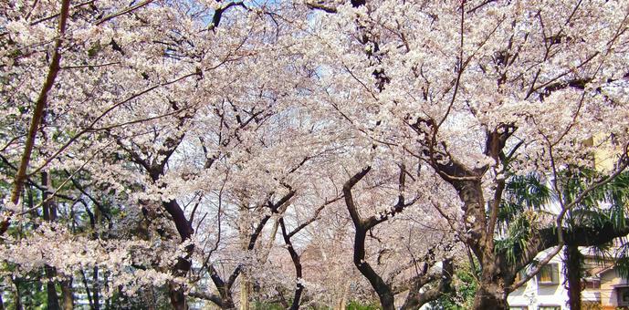 桜の季節-7 桜の季節-7の写真