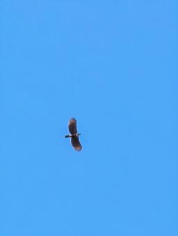 美しい青い空を優雅に飛ぶ鳥 美しい青い空を優雅に飛ぶ鳥の写真