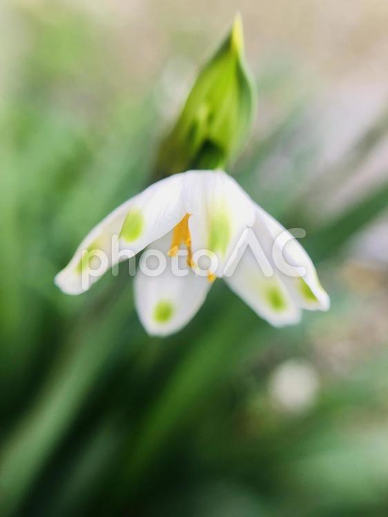 花びらに緑の模様 マクロ,マクロ撮影,接写の写真素材