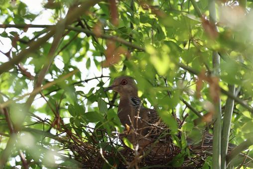 キジバトの営巣の写真