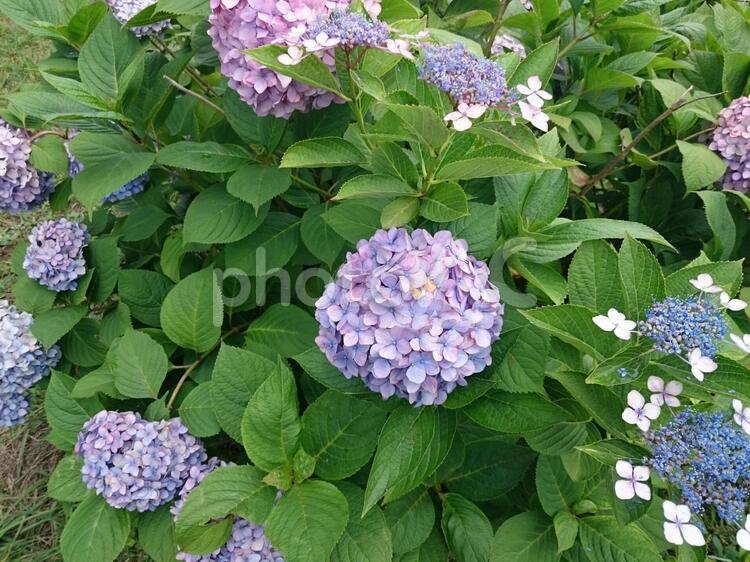 紫陽花 ラベンダー,低木,何人もありませんの写真素材