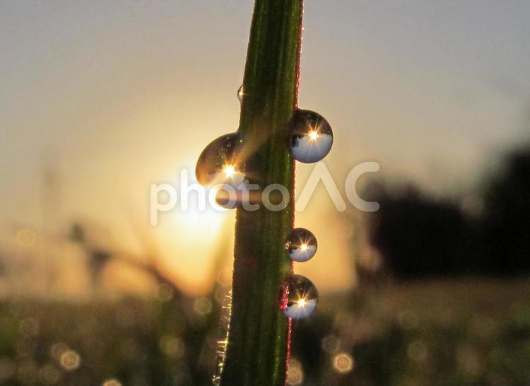 水滴とスギナと朝日Water drops 水滴,すいてき,waterの写真素材