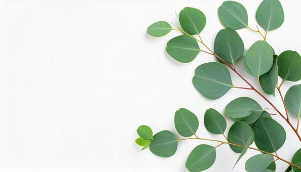 観葉植物の葉の背景写真 観葉植物の葉の背景写真の写真