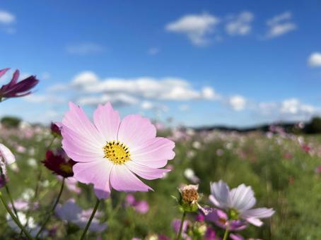 ピンク色のコスモスのクローズアップ コスモス,秋桜,花の写真素材