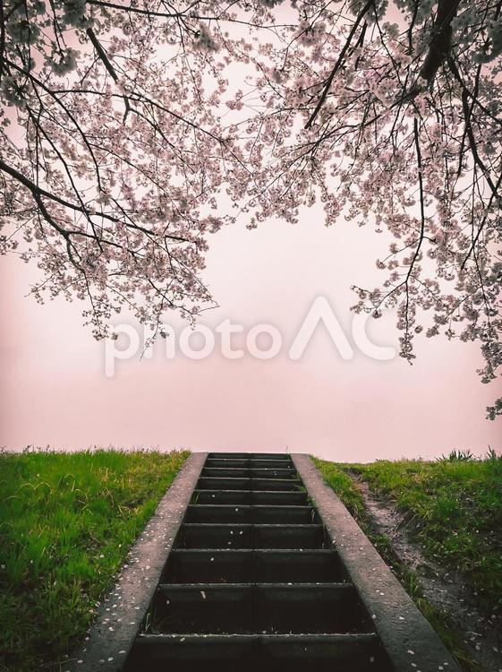 桜並木への道 木,森,癒やしの写真素材