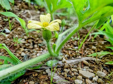 スイカの雌花 スイカ,すいか,西瓜の写真素材