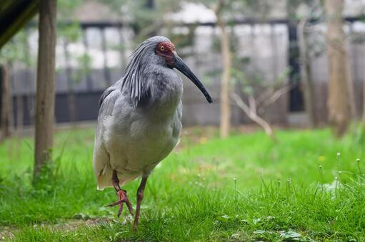 トキ トキ,朱鷺,鳥の写真素材
