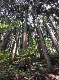 木々 木々の写真