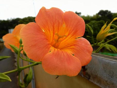【花の写真】ノウゼンカズラ 【花の写真】ノウゼンカズラの写真