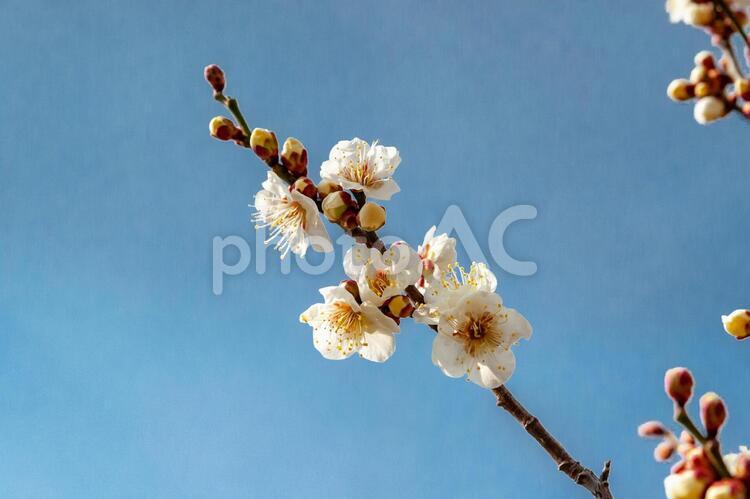 咲き始めの白梅 梅,梅の花,プラムの写真素材
