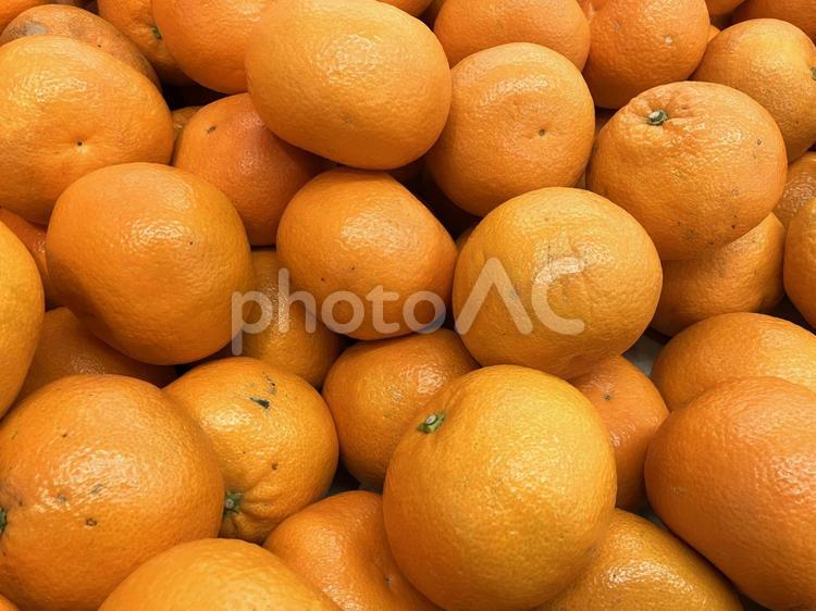 大量の甘夏（あまなつ） 甘夏,あまなつ,みかんの写真素材