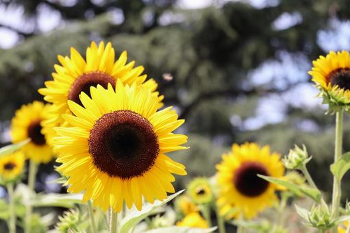 黄色のひまわり畑の1輪の花のアップ 黄色のひまわり畑の1輪の花のアップの写真