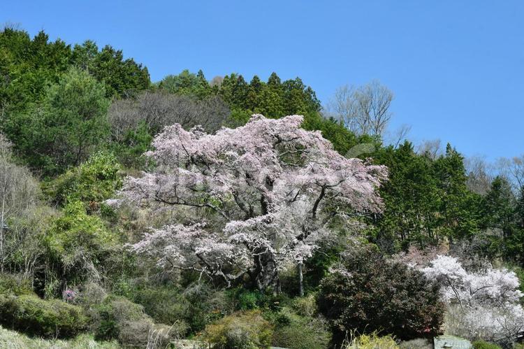 中川村　青空と桜 さくら,木,サクラの写真素材