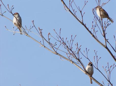 冬の木立にとまるスズメ 冬の木立にとまるスズメ 鳥,野鳥,スズメの写真素材