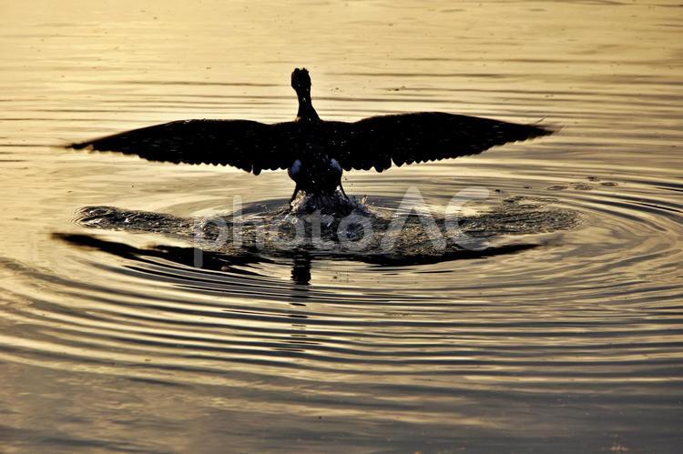 たそがれのカワウ 鵜,カワウ,水鳥の写真素材