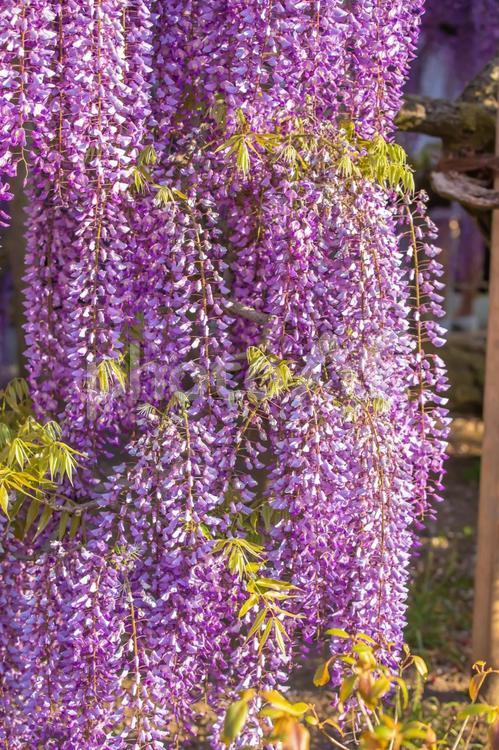 栃木県　春のあしかがフラワーパーク あしかがフラワーパーク,藤,花の写真素材