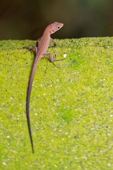 石段を登るニホンカナヘビ 石段を登るニホンカナヘビ ニホンカナヘビ,日本金蛇,カナヘビの写真素材