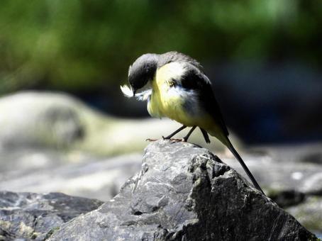 A grey wagtail grooming itself, bird, wild bird, gray wagtail, JPG