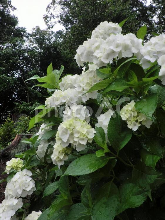 植物_白の紫陽花の植木ローアングル縦(あじさい) アジサイ,あじさい,紫陽花の写真素材