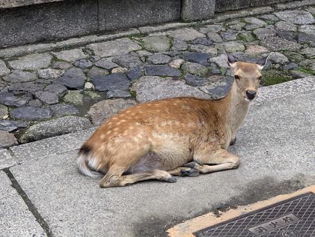 奈良公園の鹿の写真