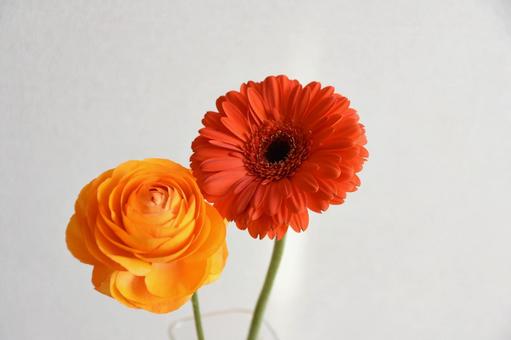 ガーベラとラナンキュラス ガーベラ,オレンジ色,ラナンキュラスの写真素材