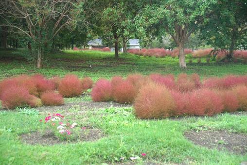 馬見丘陵のコキア ホウキグサ,ほうき草,ふわふわの写真素材