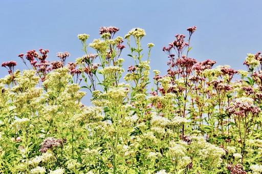 満開の紅白のフジバカマ 満開の紅白のフジバカマ フジバカマ,紅白,2色の花の写真素材