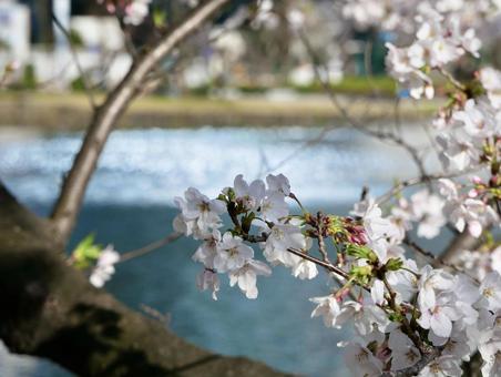 Photo, cherry blossoms, flower, spring, 