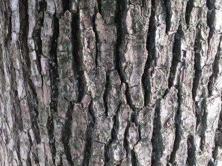 木の表面 木,木の皮,皮の写真素材