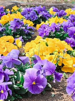pansy, JPG