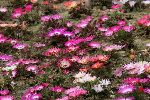 リビングストンデージー　咲く風景 草花,多肉植物,花色豊富の写真素材