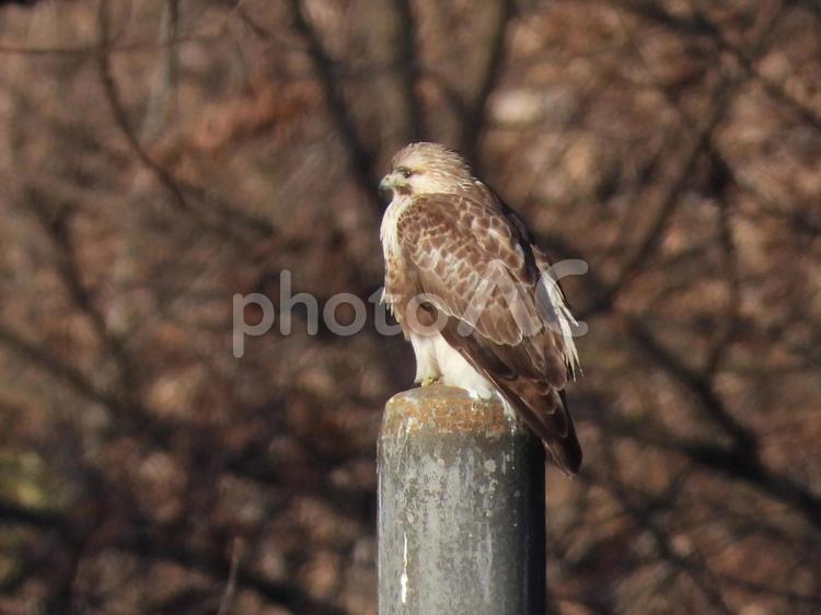 近所の小川で撮ったノスリ 自然,野鳥,野生動物の写真素材