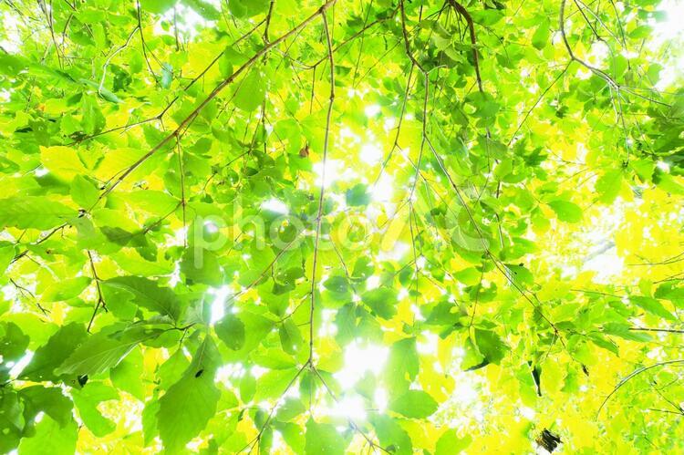 光溢れる木漏れ日 木漏れ日,光,日差しの写真素材