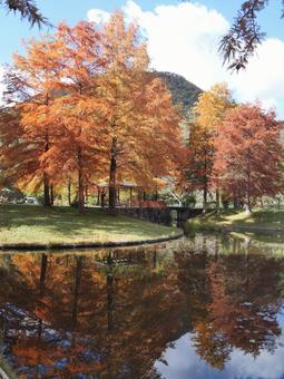 秋の色 兵庫県,三田市,小野公園の写真素材