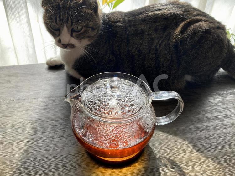 紅茶の香りと猫の温もり　至福のひと時 猫,ペット,かわいいの写真素材