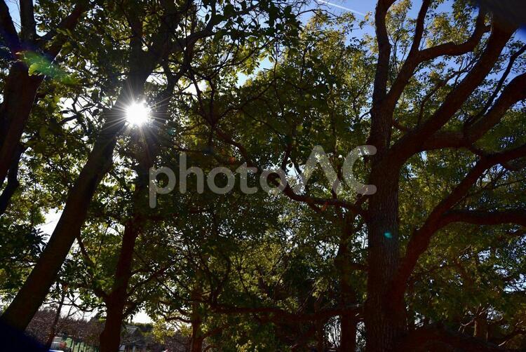 木漏れ日と飛行機雲 公園,日差し,木の写真素材