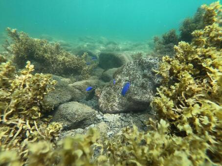 海の中の写真