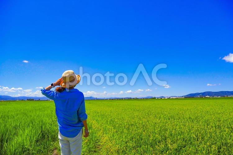 田園風景と女性の後ろ姿 青空,女性,人物の写真素材