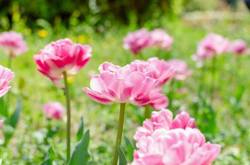 春の光に輝くピンクのチューリップの写真