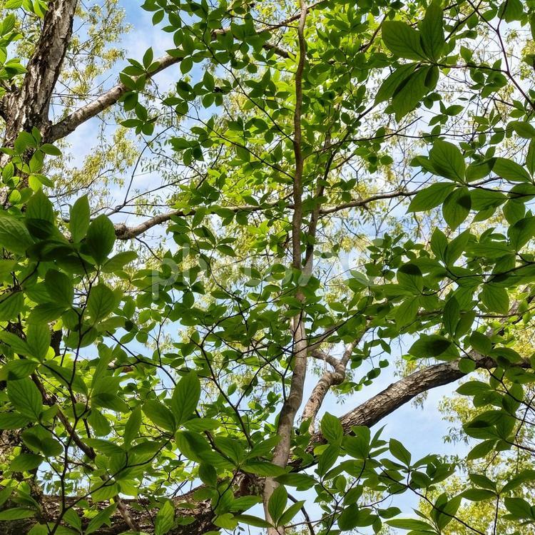 若葉越しに見上げる青空　緑のレース　新緑 新緑,こもれび,木漏れの写真素材