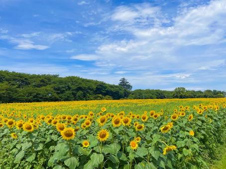 ひまわり 向日葵,ヒマワリ,夏の写真素材