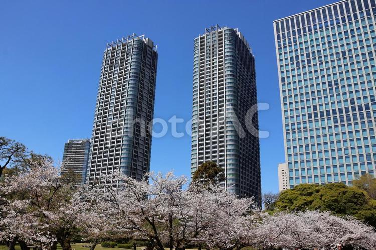 ４月上旬の東京浜離宮恩賜庭園の桜 木,空,ビルの写真素材