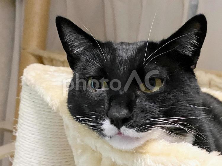猫_カメラ目線の黒猫 猫,ネコ,ねこの写真素材
