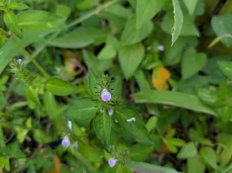 キツネノマゴ キツネノマゴ キツネノマゴ,花,野草の写真素材
