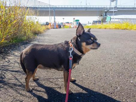 散歩する犬 犬,わんこ,ペットの写真素材