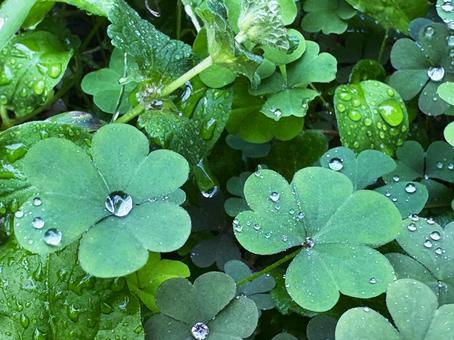 雨上がりのカタバミの葉に輝く水滴 雨上がりのカタバミの葉に輝く水滴 水滴,葉,カタバミの写真素材