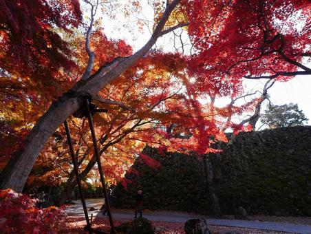 紅葉と石垣 紅葉,もみじ,石垣の写真素材