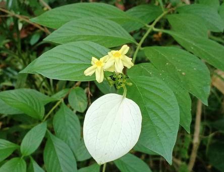 コンロンカ コンロンカ コンロンカ,崑崙花,アカネ科コンロンカ属の写真素材