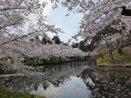 青森県弘前市 弘前公園 桜 7 青森県弘前市 弘前公園 桜 7の写真