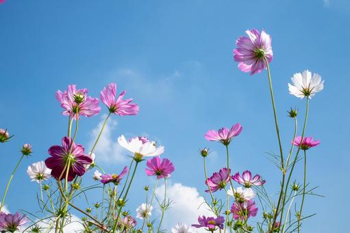秋空と秋桜 秋空と秋桜 秋,空,秋空の写真素材